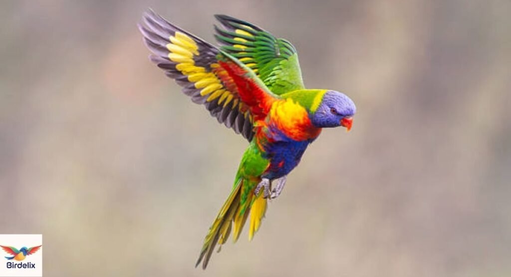 Parrot
