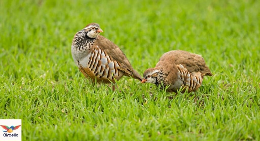 Partridge