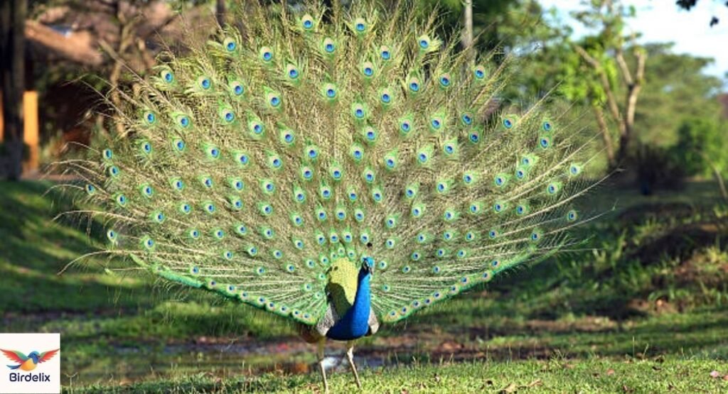 Peacock