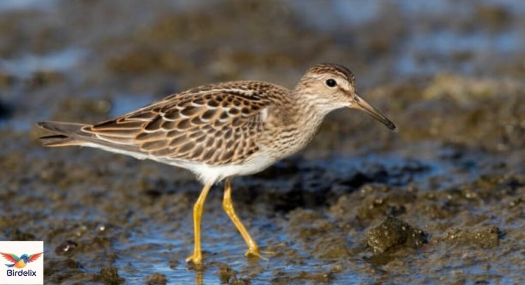 Pectoral Sandpiper