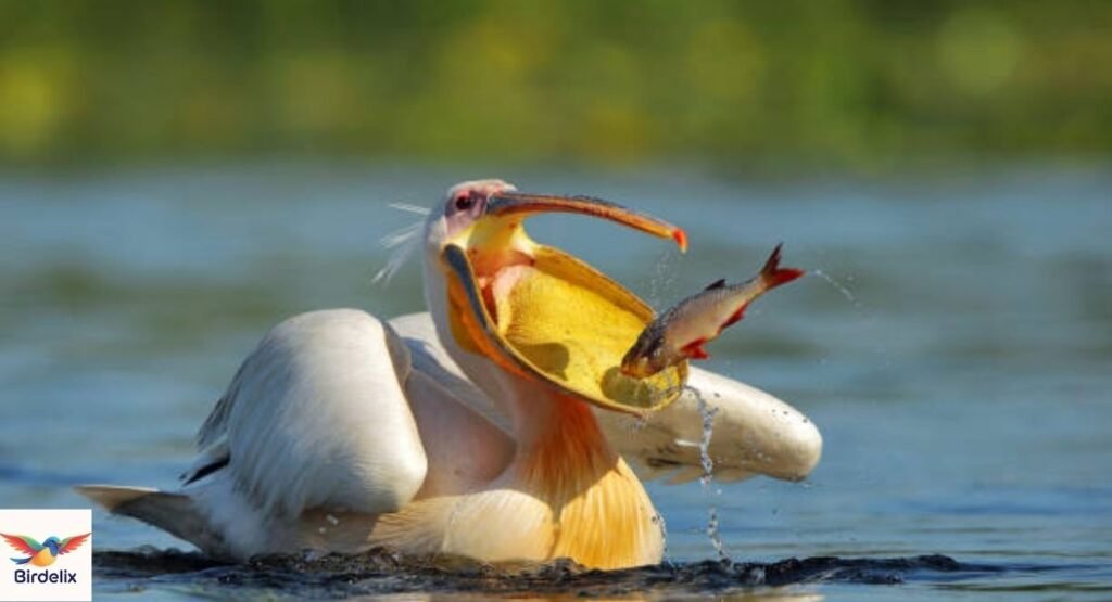 Pelican