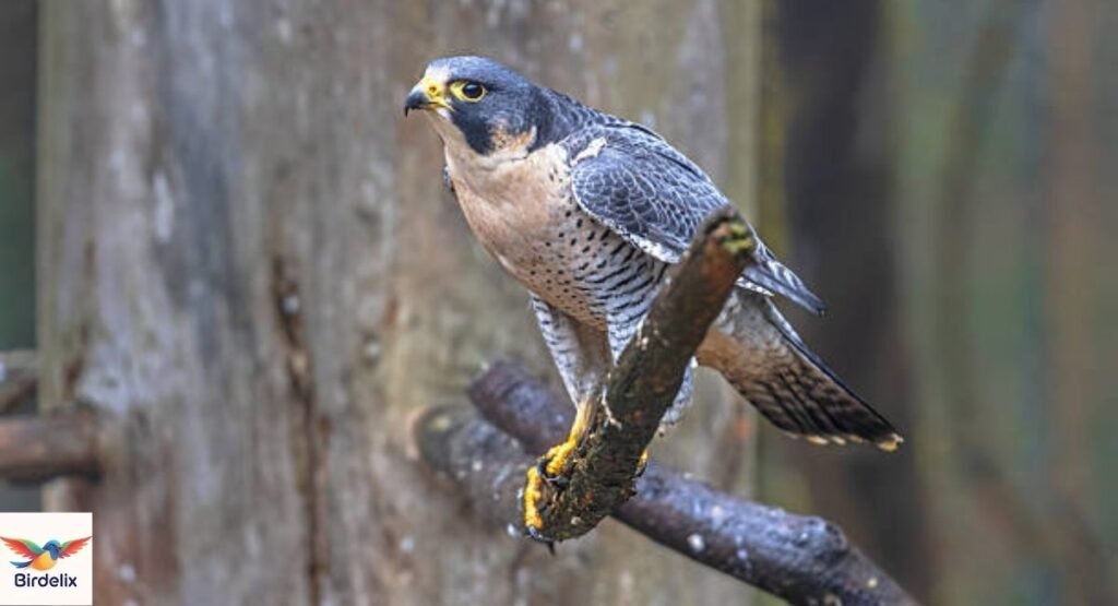 Peregrine Falcon