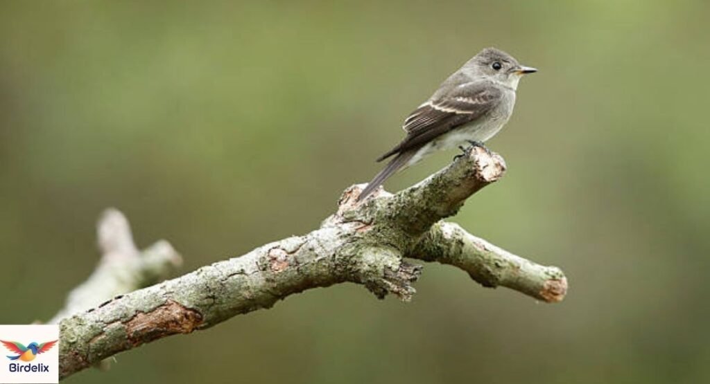Pewee