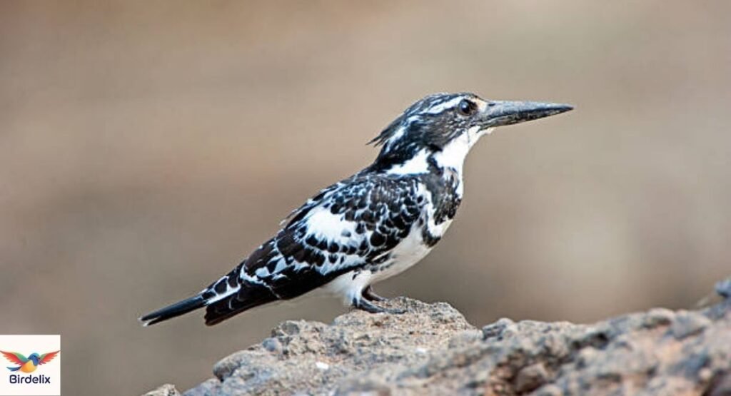 Pied Kingfisher