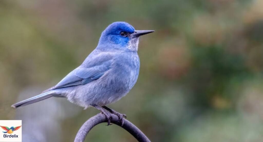 Pinyon Jay