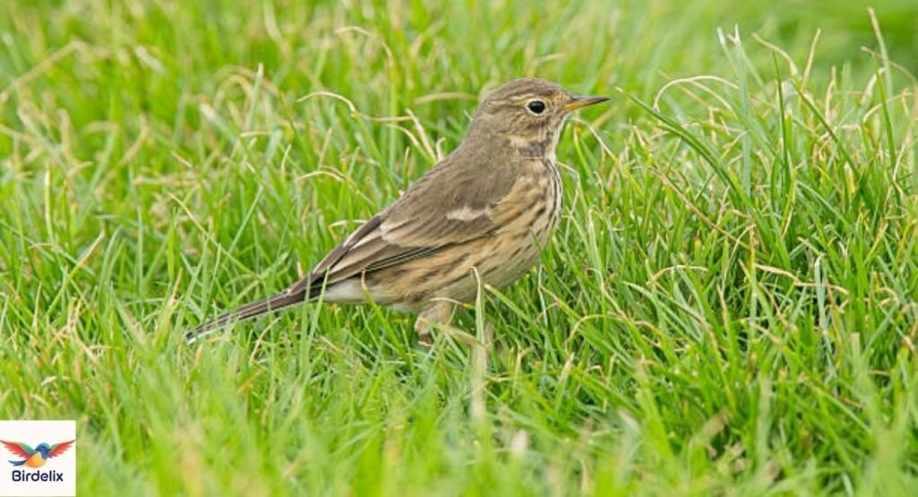Pipit