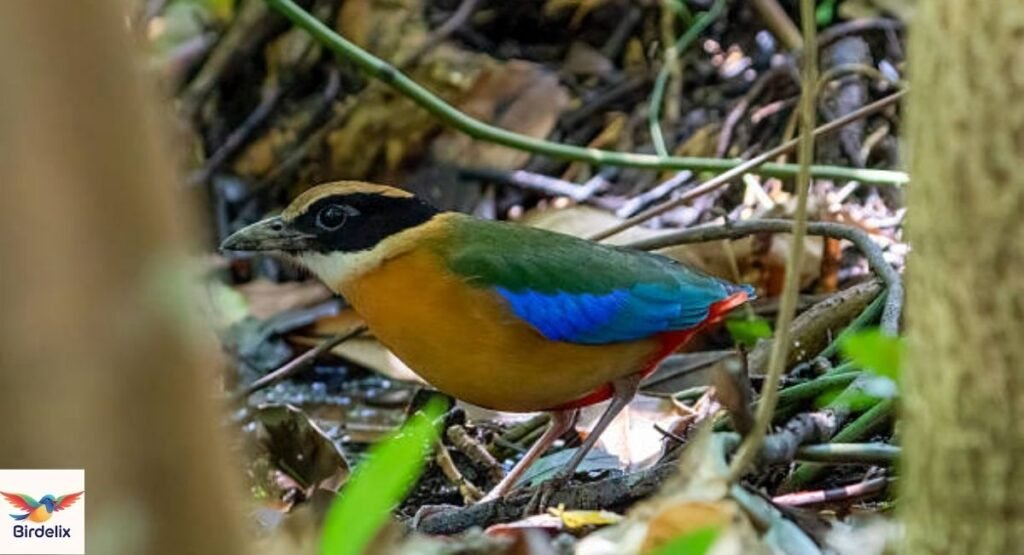 Pitta