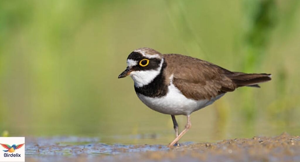 Plover