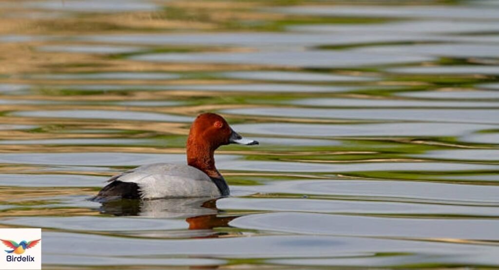 Pochard