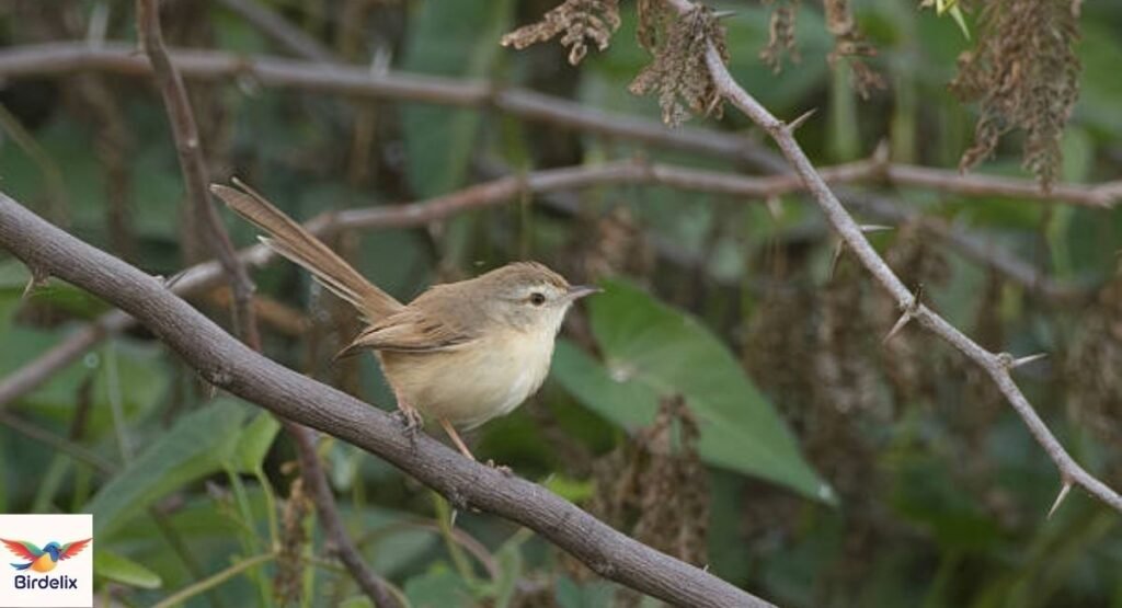 Prinia