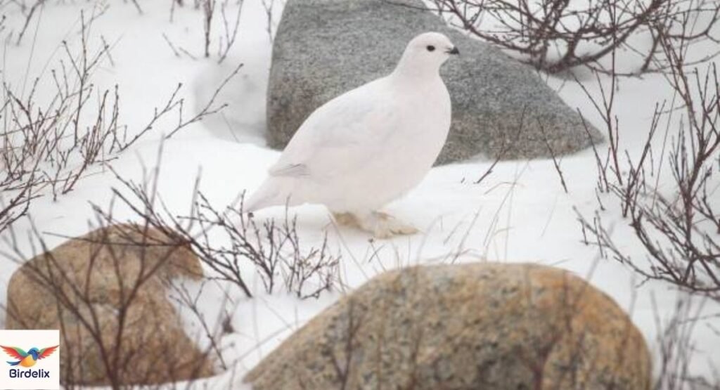 Ptarmigan