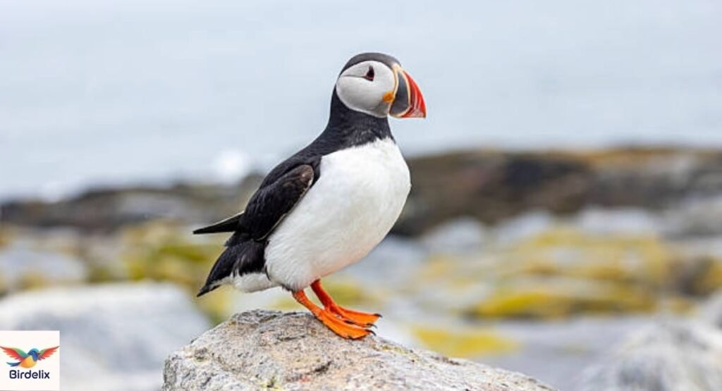 Puffin