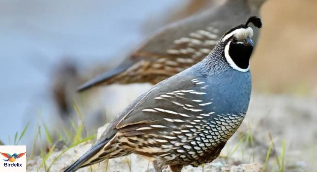 Quail
