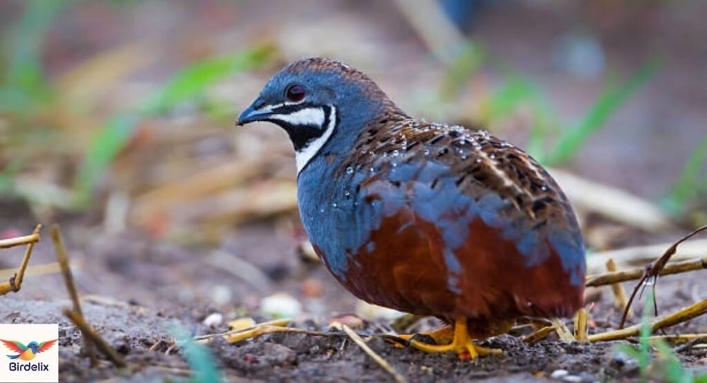 Quail, Blue