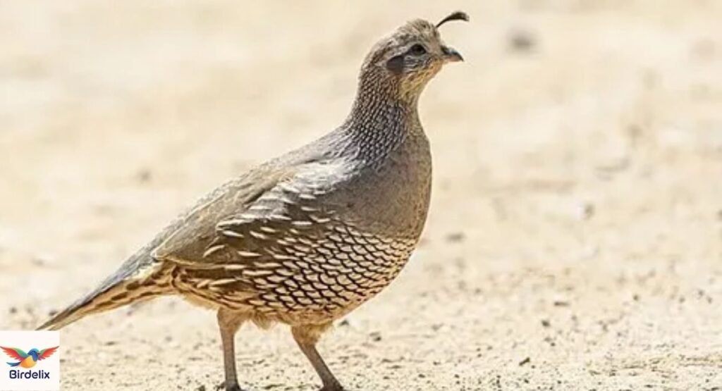 Quail, California