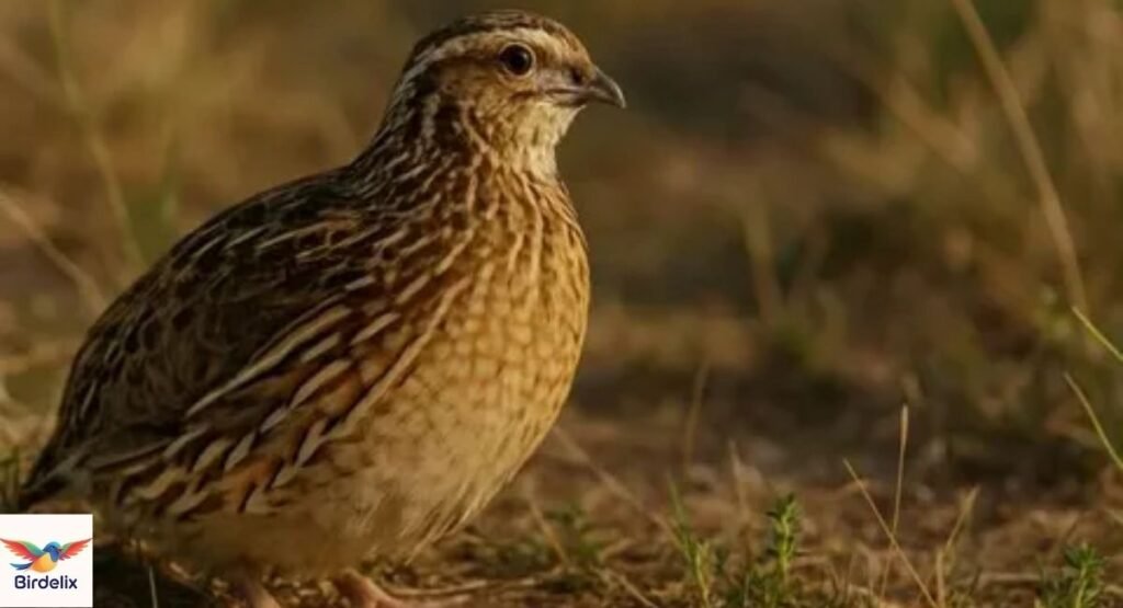 Quail, Common