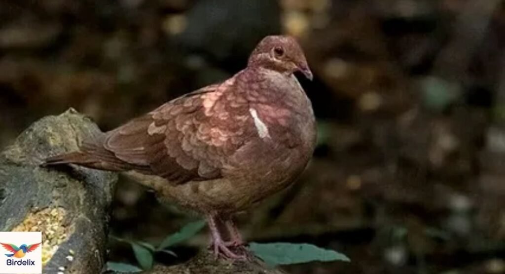 Quail-Dove, Ruddy