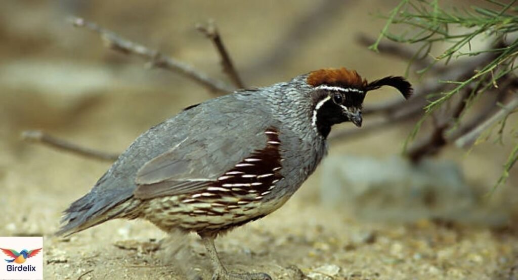 Quail, Gambel’s