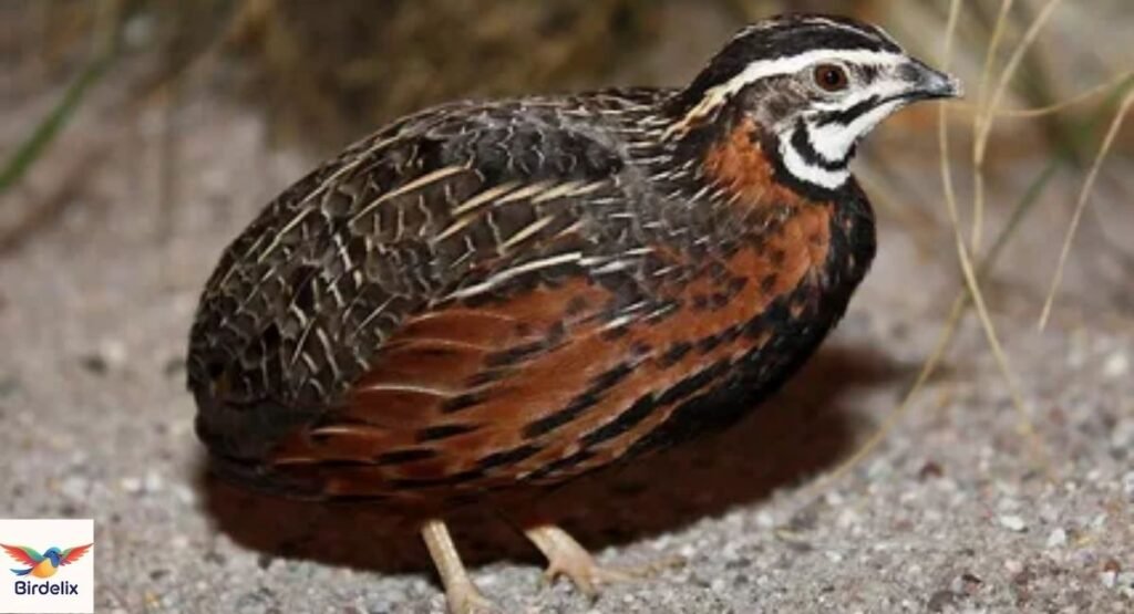 Quail, Harlequin