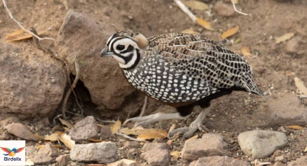  Quail, Mountain