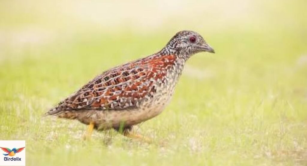  Quail, Painted