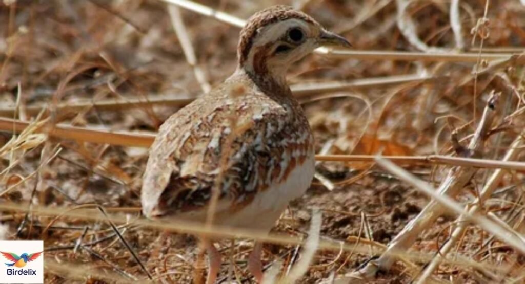 Quail-Plover