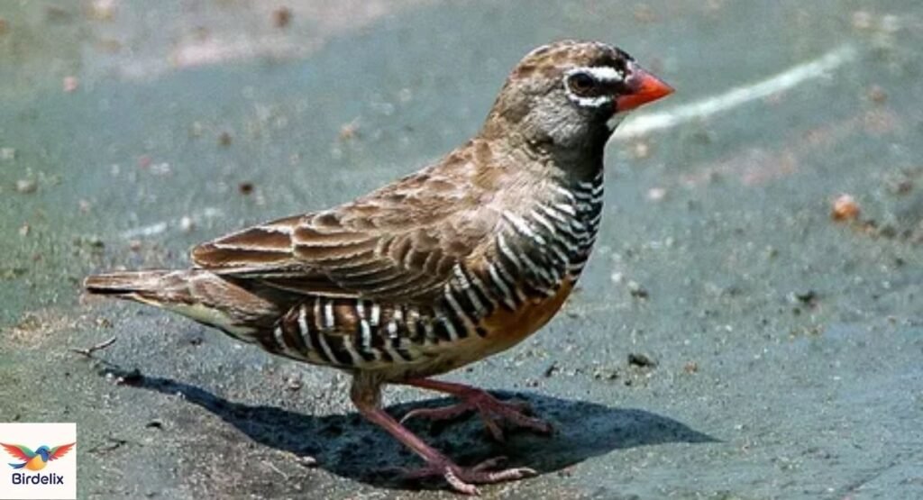 Quailfinch