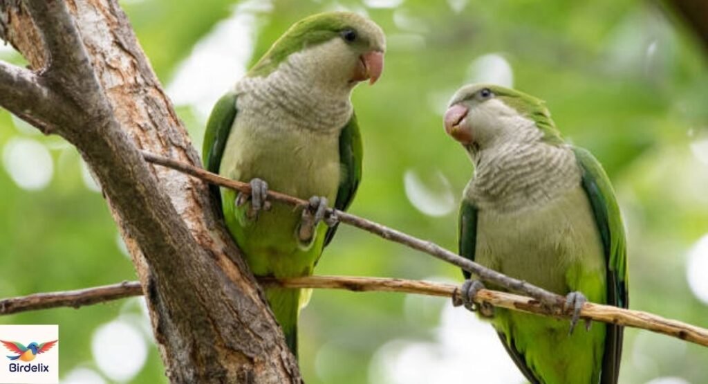 Quaker Parrot