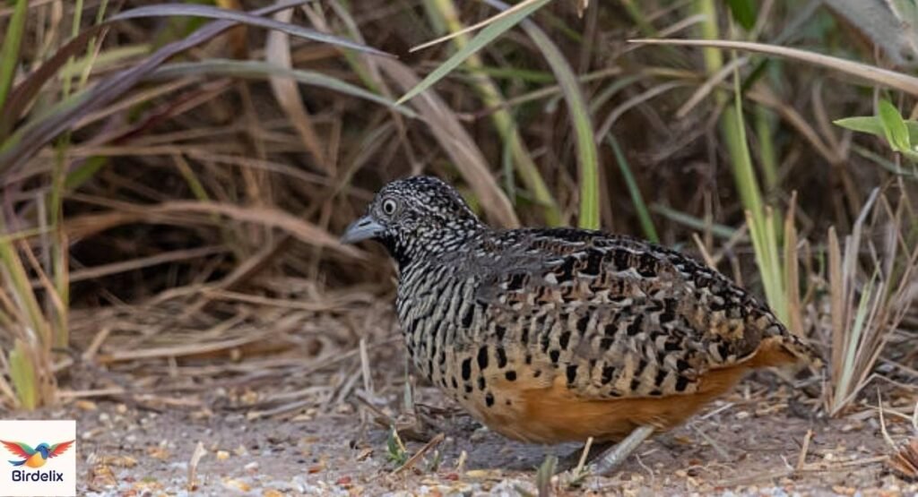 Queensland Buttonquail