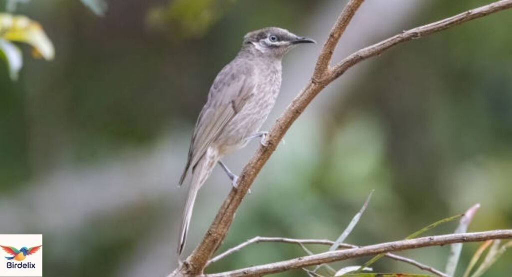 Queensland Honeyeater