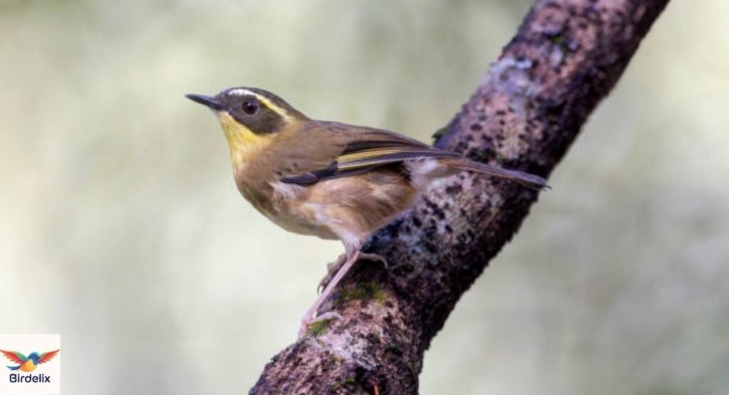 Queensland Scrubwren