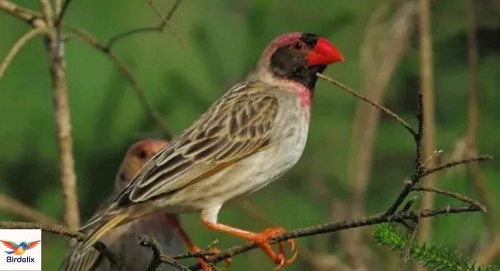 Quelea, Red-billed