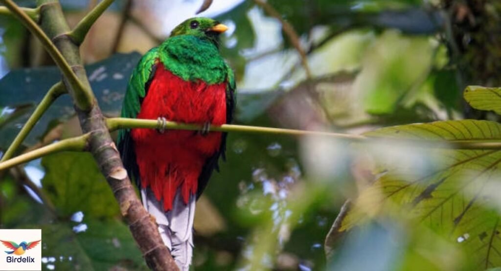 Quetzal, Golden-headed