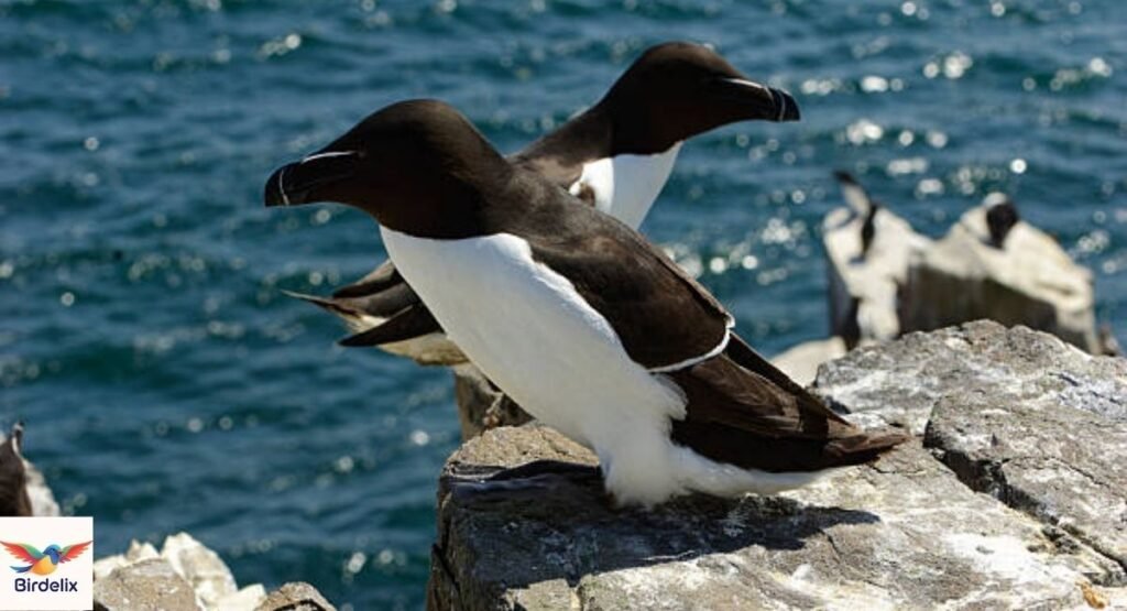 Razorbill