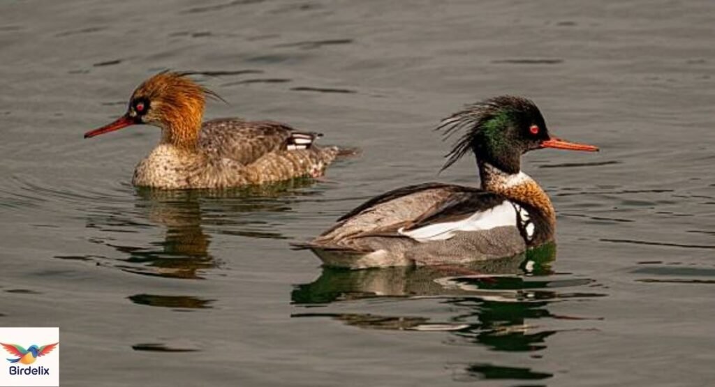 Red-breasted Merganser