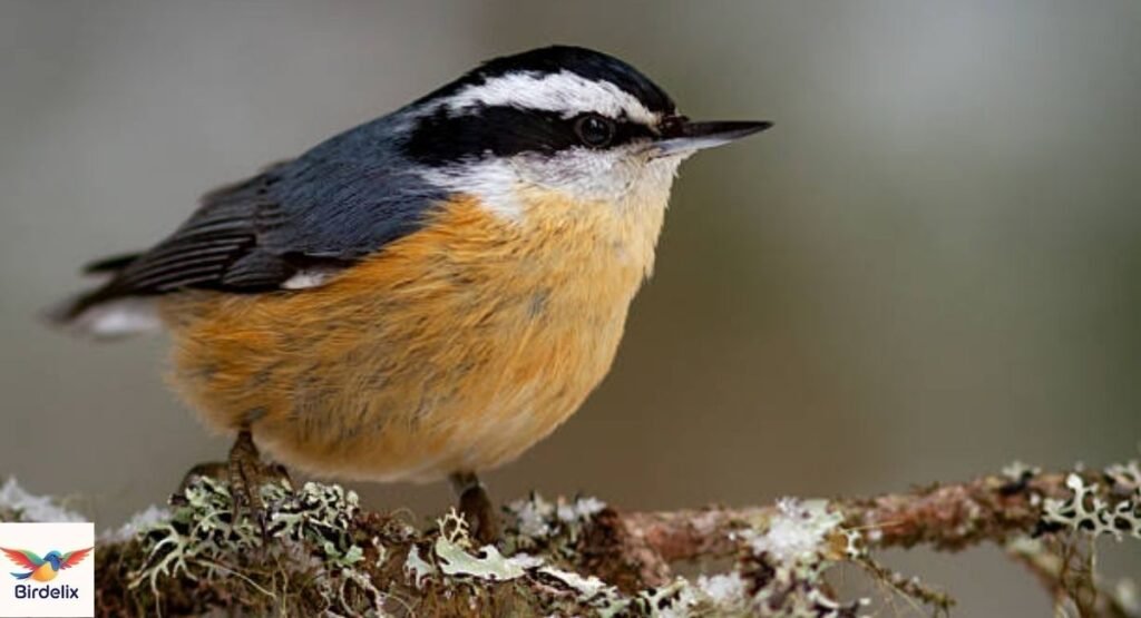 Red-breasted Nuthatch