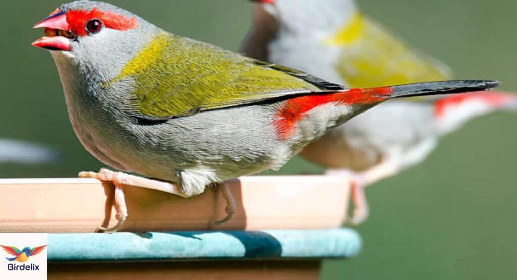 Red-browed Finch