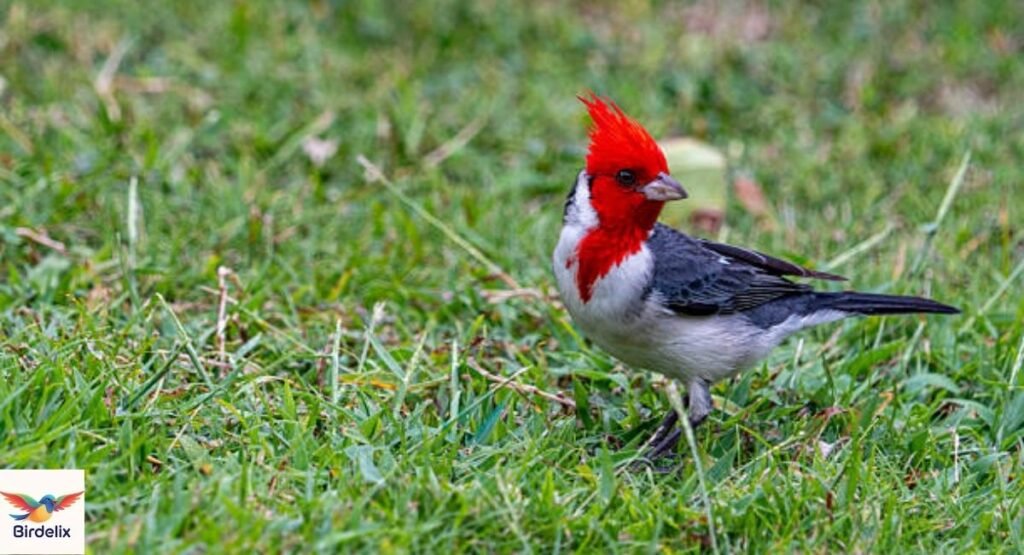 Red-crested Cardinal