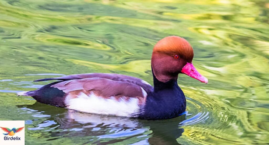 Red-crested Pochard