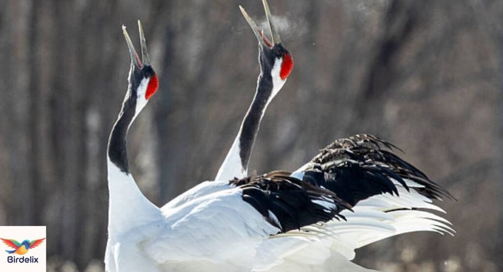 Red-crowned Crane