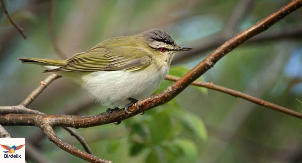 red-eyed-vireo