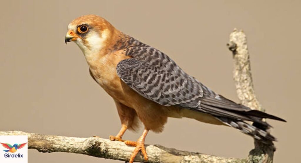 Red-footed Falcon