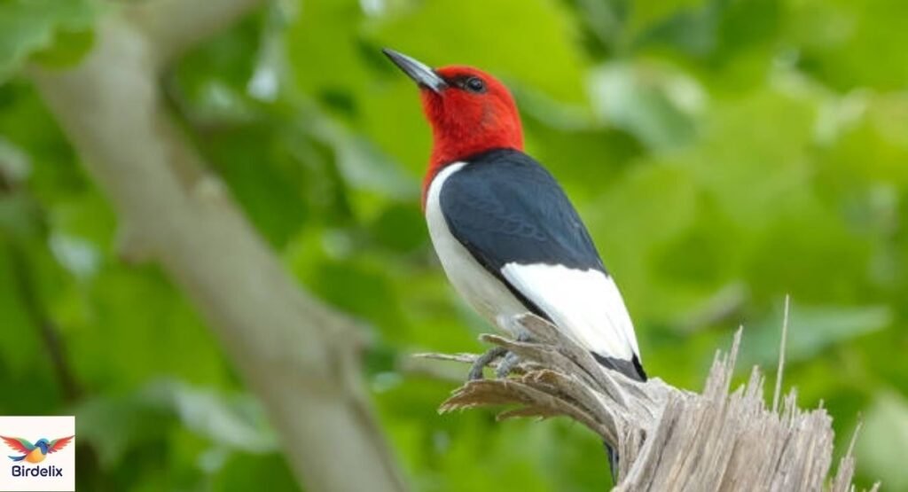 Red-headed Woodpecker