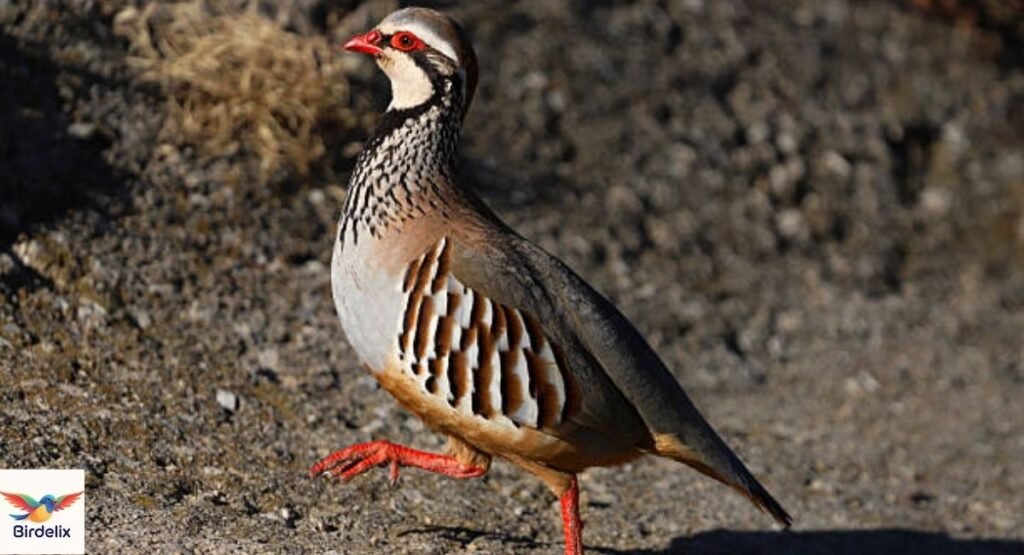 Red-legged Partridge
