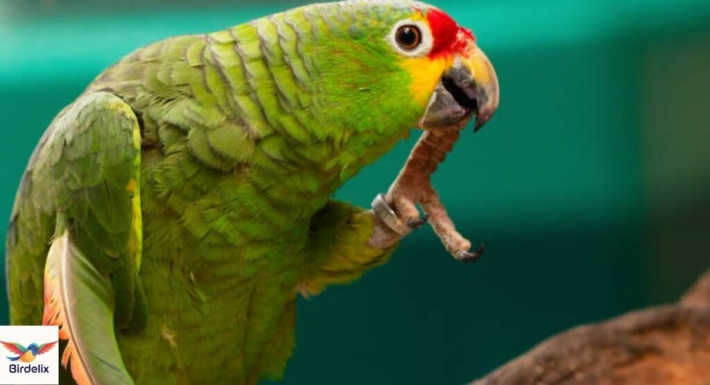 Red-lored Parrot
