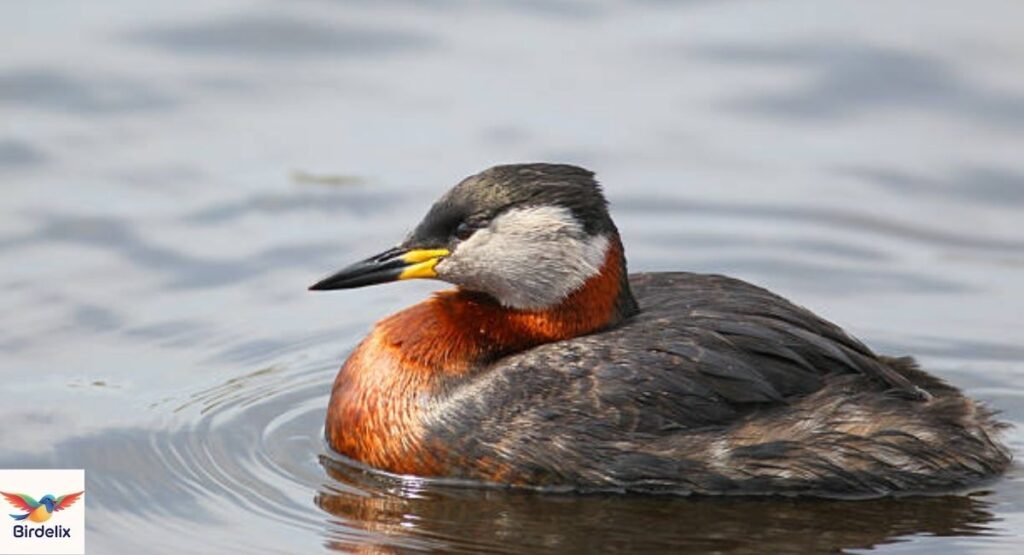 Red-necked Grebe