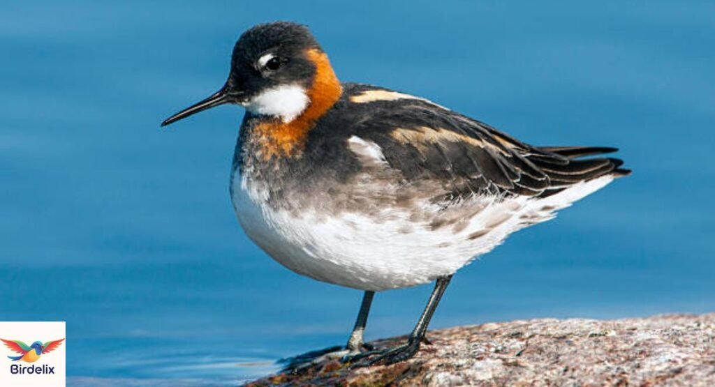 Red-necked Phalarope