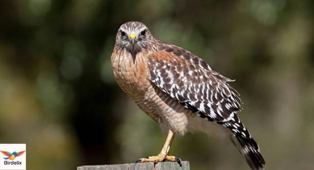 Red-shouldered Hawk