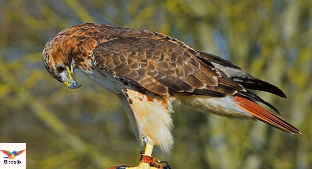 Red-tailed Hawk