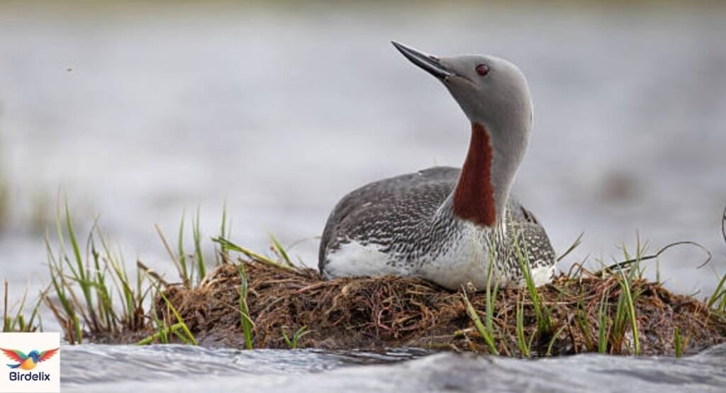 Red-throated Loon